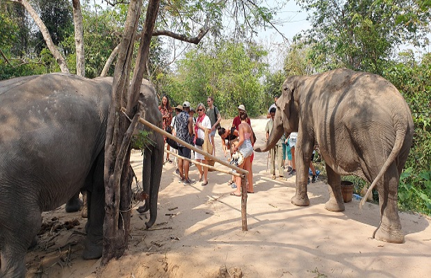 kulen Elephant Forest - Angkor Focus Travel